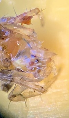 Araneus detrimentosus