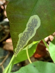 Cameraria guttifinitella