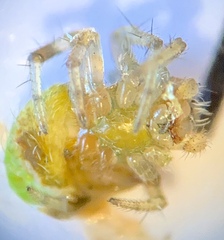 Araneus detrimentosus