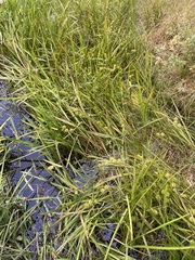 Sparganium americanum