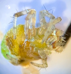 Araneus detrimentosus