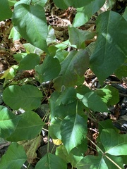 Cameraria guttifinitella