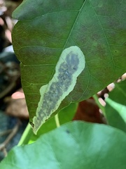 Cameraria guttifinitella