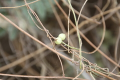Cassytha filiformis