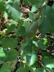 Cameraria guttifinitella
