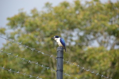 Todiramphus macleayii