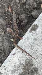 Elgaria multicarinata webbii