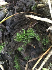 Chiloscyphus coalitus