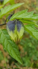 Nicandra physalodes