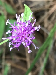 Vernonia greggii