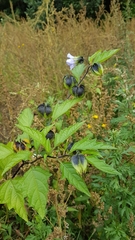 Nicandra physalodes