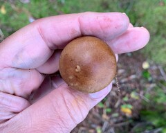 Cortinarius armillatus