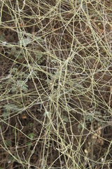 Cassytha filiformis