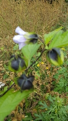 Nicandra physalodes