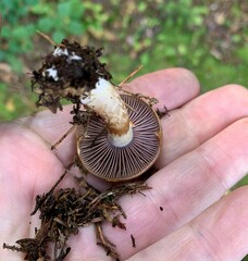 Cortinarius armillatus