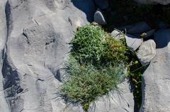 Festuca glacialis