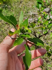 Salix lucida