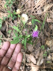 Vernonia greggii