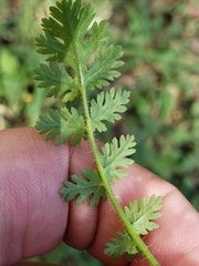 Erodium