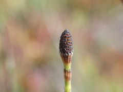 Equisetum ramosissimum