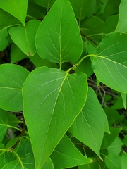Populus balsamifera