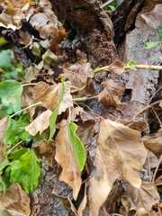 Hedera helix