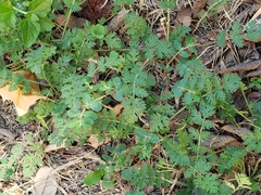 Erodium