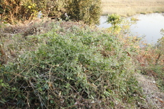 Jasminum