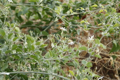 Jasminum