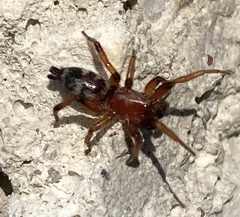 Sergiolus