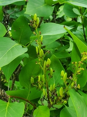 Populus balsamifera