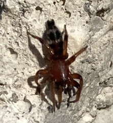 Sergiolus