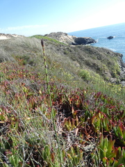 Equisetum ramosissimum
