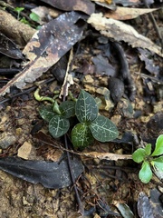 Anoectochilus imitans