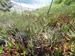 Equisetum ramosissimum