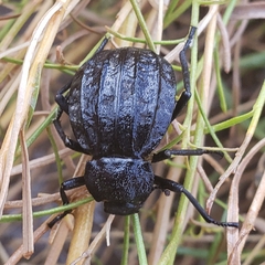 Philolithus sordidus