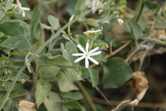 Jasminum