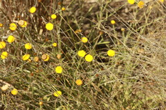 Rutidosis murchisonii