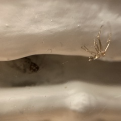 Steatoda triangulosa