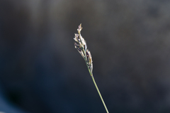 Festuca glacialis