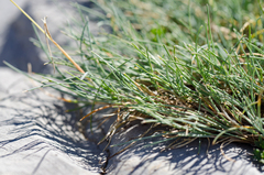 Festuca glacialis
