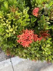 Ixora coccinea