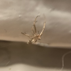 Steatoda triangulosa