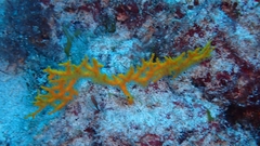 Leptogorgia capverdensis