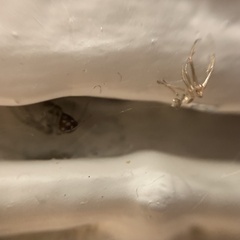 Steatoda triangulosa