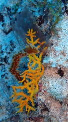 Leptogorgia capverdensis