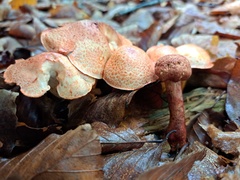 Cortinarius bolaris