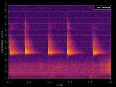 Pipistrellus nathusii