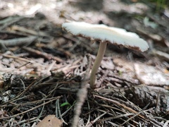 Agaricineae