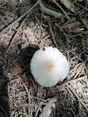 Agaricineae